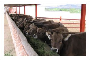 Ganado de Registro